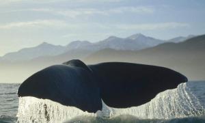 Разница между китом и кашалотом